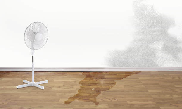 Best Mold removal after water damage  in Pickerington, OH